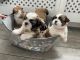 Shih Tzu Puppies for sale in Cornelia St, New York, NY 10014, USA. price: NA