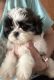 Shih Tzu Puppies for sale in Virginia Beach, VA, USA. price: $795