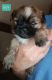 Shih Tzu Puppies for sale in Shawnee, OK, USA. price: $500
