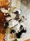 Shih Tzu Puppies for sale in Paterson, NJ, USA. price: NA