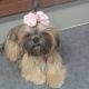 Shih Tzu Puppies for sale in 1810 S Dairy Ashford Rd, Houston, TX 77077, USA. price: $180,000
