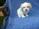 Shih Tzu Puppies for sale in Hacienda Heights, CA, USA. price: $899