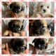 Shih Tzu Puppies for sale in Hesperia, CA 92345, USA. price: $500