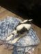 Shih Tzu Puppies for sale in Goldsboro, NC 27534, USA. price: NA