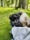 Shih Tzu Puppies for sale in Belleville, NJ, USA. price: $2,100