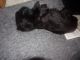 Shih Tzu Puppies for sale in Flat Rock, NC, USA. price: NA