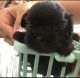 Shih Tzu Puppies for sale in Wildomar, CA 92595, USA. price: $800