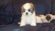 Shih Tzu Puppies for sale in Lancaster, CA, USA. price: $1,200