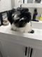 Shih Tzu Puppies for sale in 931 Linden Ave, Pleasantville, NJ 08232, USA. price: $600