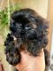 Shih Tzu Puppies for sale in Victorville, CA, USA. price: $1,600