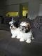 Shih Tzu Puppies for sale in Suwanee, GA 30024, USA. price: $1,800