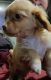 Shih Tzu Puppies for sale in Hernando County, FL, USA. price: $600