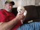 Shih Tzu Puppies for sale in Cullman, AL, USA. price: $1,000