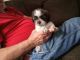 Shih Tzu Puppies for sale in Cullman, AL, USA. price: $1,000