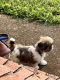 Shih Tzu Puppies for sale in Decatur, GA 30030, USA. price: NA