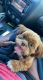 Shih Tzu Puppies for sale in Valdosta, GA, USA. price: NA