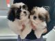 Shih Tzu Puppies for sale in Alabama City, Gadsden, AL 35904, USA. price: $700