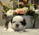 Shih Tzu Puppies for sale in LaGrange, GA, USA. price: $1,500