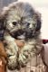 Shih Tzu Puppies for sale in Manhattan, New York, NY, USA. price: NA