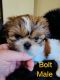 Shih Tzu Puppies for sale in Harris, MN, USA. price: $1,400