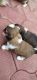 Shih Tzu Puppies for sale in Sreekrishnapuram, Kerala, India. price: 23000 INR