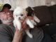 Shih Tzu Puppies for sale in Cullman, AL, USA. price: $800