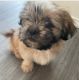 Shih Tzu Puppies for sale in Burleson, TX, USA. price: $600