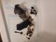 Shih Tzu Puppies for sale in Brownstown Charter Twp, MI, USA. price: $1,300