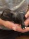 Shih Tzu Puppies for sale in Melbourne, FL, USA. price: $1,400