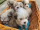 Shih Tzu Puppies for sale in Huntsville, AL, USA. price: $900