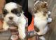 Shih Tzu Puppies for sale in Dallas, GA, USA. price: NA
