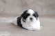 Shih Tzu Puppies for sale in Los Angeles, CA, USA. price: $3,200