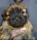 Shih Tzu Puppies for sale in Garland, TX, USA. price: NA