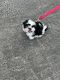 Shih Tzu Puppies for sale in Lexington, SC, USA. price: NA