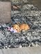 Shih Tzu Puppies for sale in Peoria, AZ, USA. price: $1,800