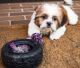Shih Tzu Puppies for sale in Michigan City, IN, USA. price: $700