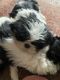 Shih Tzu Puppies for sale in Plymouth, NY 13832, USA. price: NA