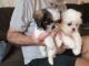 Shih Tzu Puppies for sale in Cullman, AL, USA. price: $900