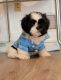 Shih Tzu Puppies for sale in Middletown, DE 19709, USA. price: $2,000