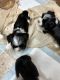 Shih Tzu Puppies for sale in Eunice, LA 70535, USA. price: NA