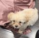 Shih Tzu Puppies for sale in Brooklyn, NY 11207, USA. price: $700