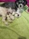 Shih Tzu Puppies for sale in Dallas, GA, USA. price: $1,000