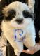 Shih Tzu Puppies for sale in Middletown, CT, USA. price: $1,300