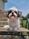 Shih Tzu Puppies for sale in De Pere, WI, USA. price: $1,100