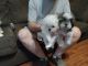 Shih Tzu Puppies for sale in Cullman, AL, USA. price: $900