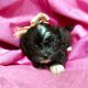 Shih Tzu Puppies for sale in Austin, TX, USA. price: $1,500