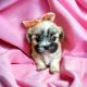 Shih Tzu Puppies for sale in Austin, TX, USA. price: $1,500