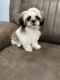 Shih Tzu Puppies for sale in Buffalo, NY, USA. price: $1,000