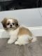 Shih Tzu Puppies for sale in Buffalo, NY, USA. price: $1,000
