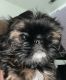 Shih Tzu Puppies for sale in Coachella, CA, USA. price: $750